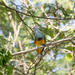 Mariana Fruit Dove - Photo (c) Dan LaVorgna, all rights reserved, uploaded by Dan LaVorgna