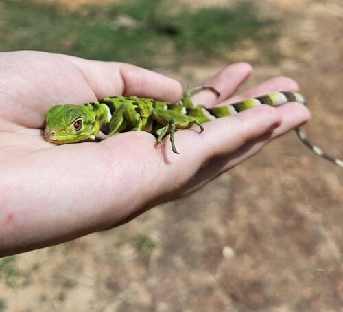Green Iguana