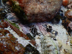 Cirriformia capensis image