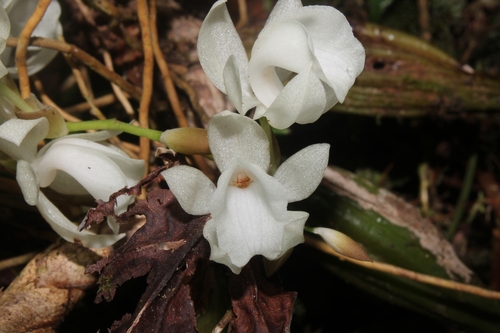 Coelogyne veitchii