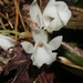 Coelogyne veitchii - Photo (c) Dwi Suratman, all rights reserved, uploaded by Dwi Suratman