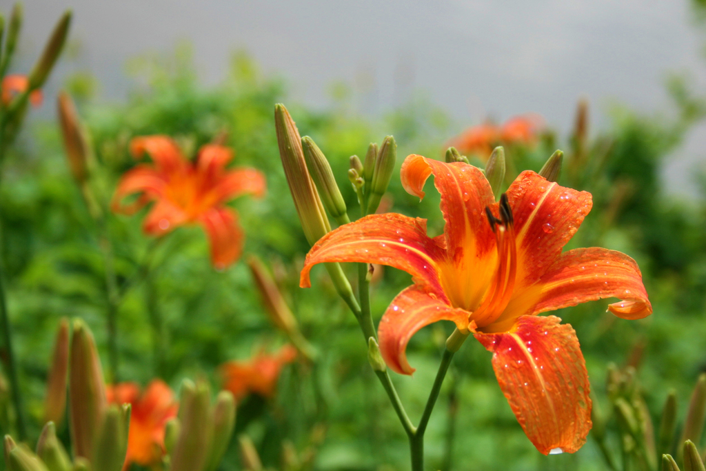 Lirio Asiático Naranja (Hemerocallis fulva) · iNaturalist Ecuador