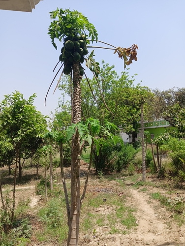Papaya