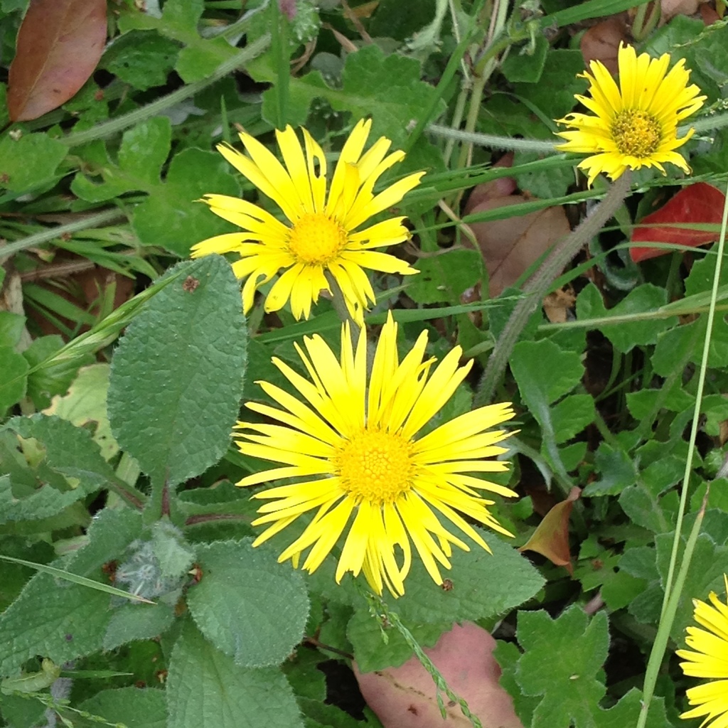 sunflowers, daisies, asters, and allies from Los Angeles County, CA