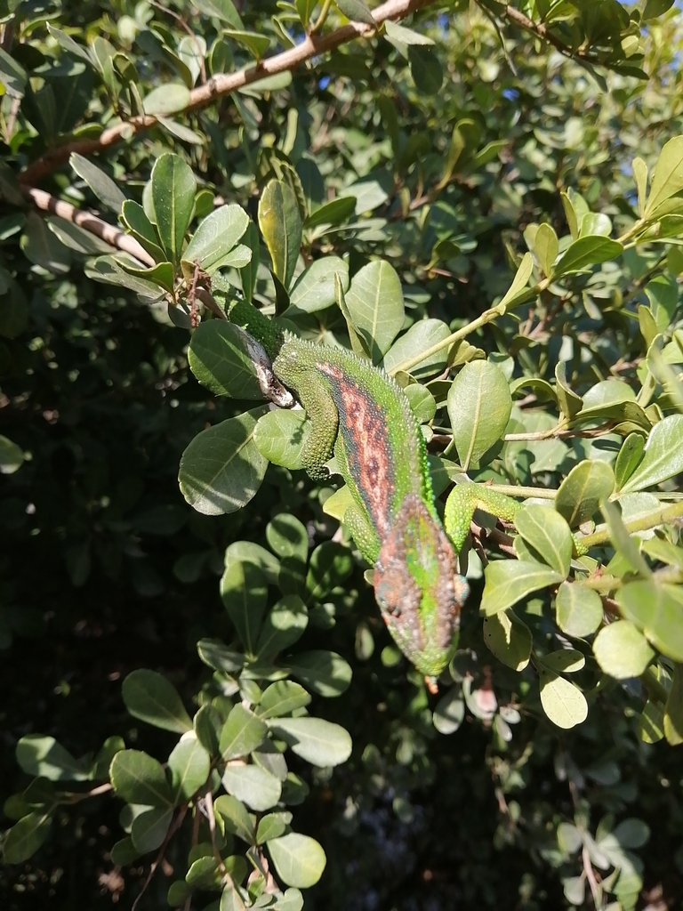 Cape Dwarf Chameleon from Philippi, Cape Town, 7781, South Africa on ...