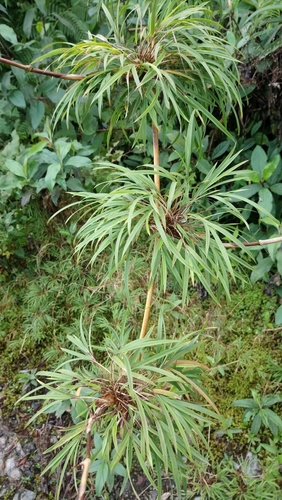 Chusquea peruviana