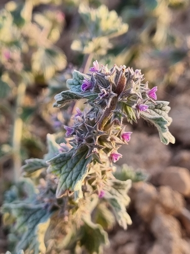 Marrubium alysson