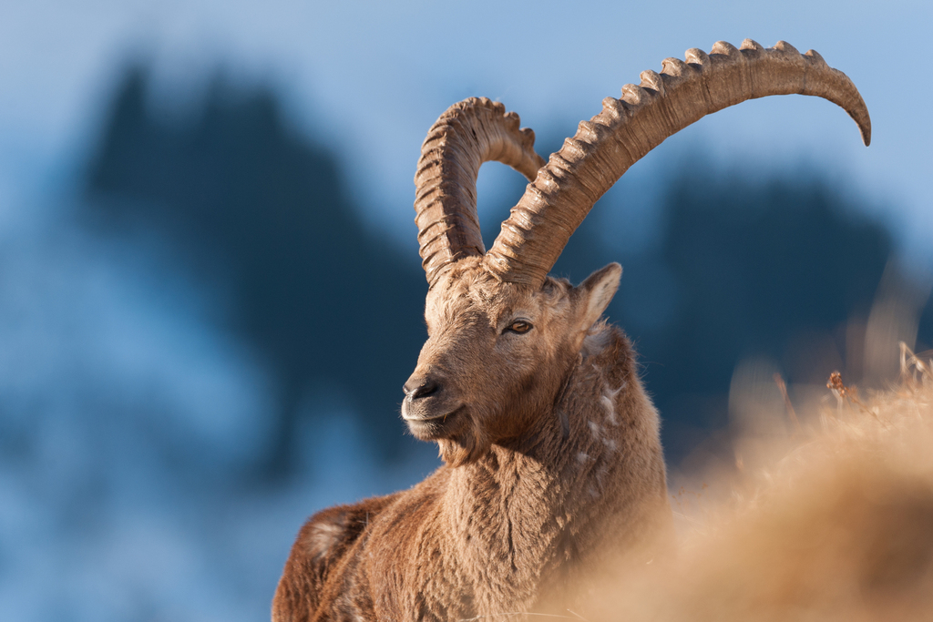 Alpine Ibex (Capra ibex)