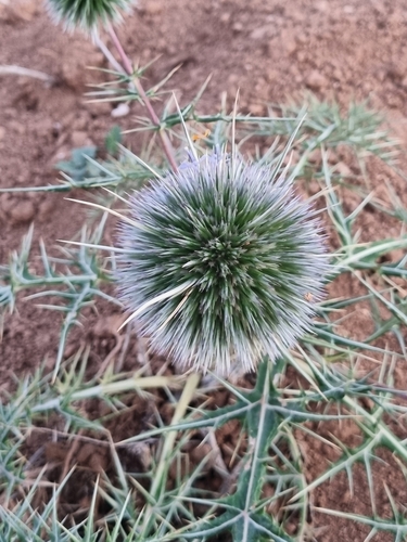 Echinops bovei