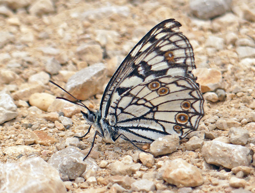 Spanish Marbled White