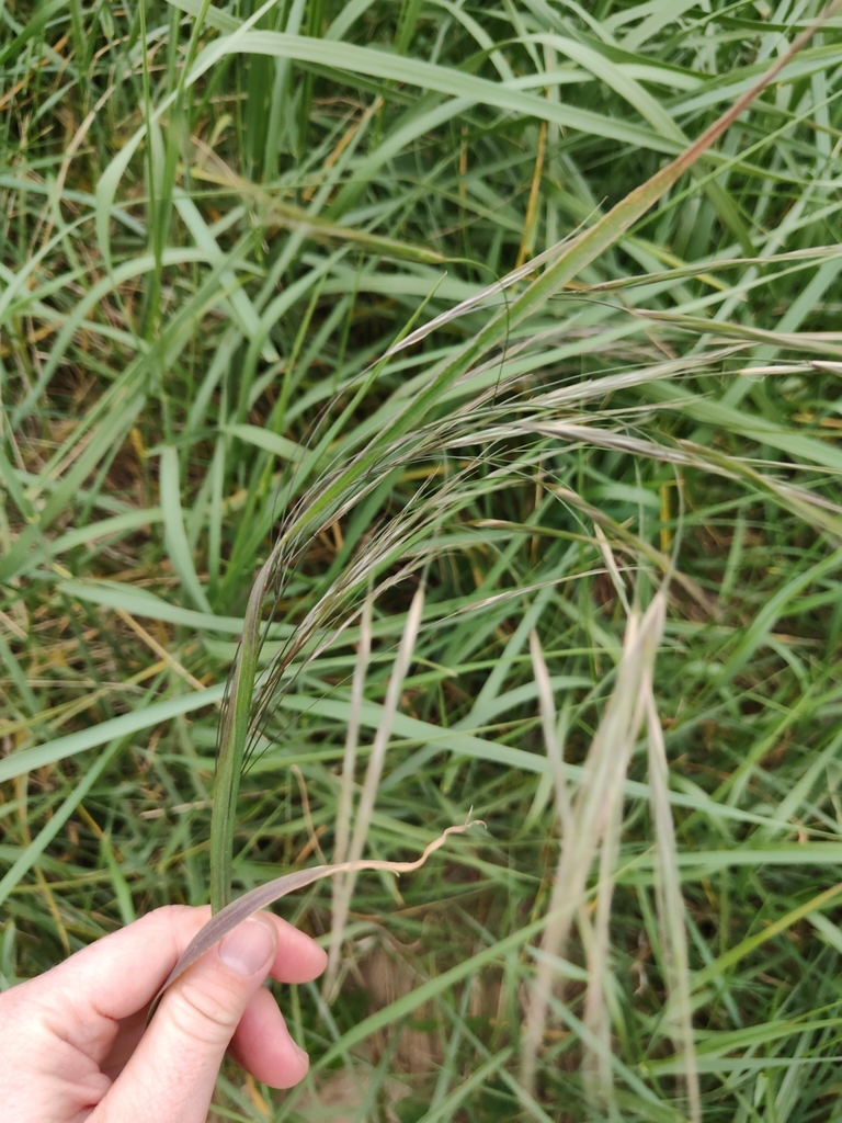 Barren Brome from Liverpool L23, UK on April 29, 2024 at 10:16 AM by ...