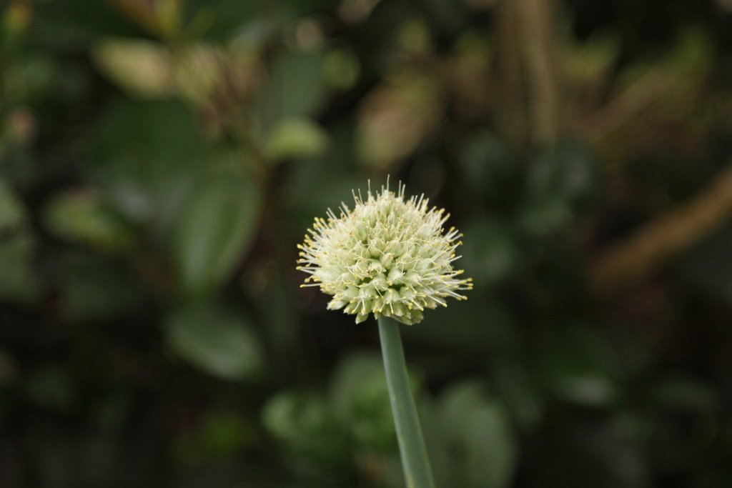 🎋🎋PICADORA DE CEBOLLA LARGA Estamos en Colombia. Es una