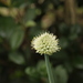Welsh Onion - Photo (c) NewbieL, all rights reserved, uploaded by NewbieL