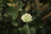 Welsh Onion - Photo (c) NewbieL, all rights reserved, uploaded by NewbieL