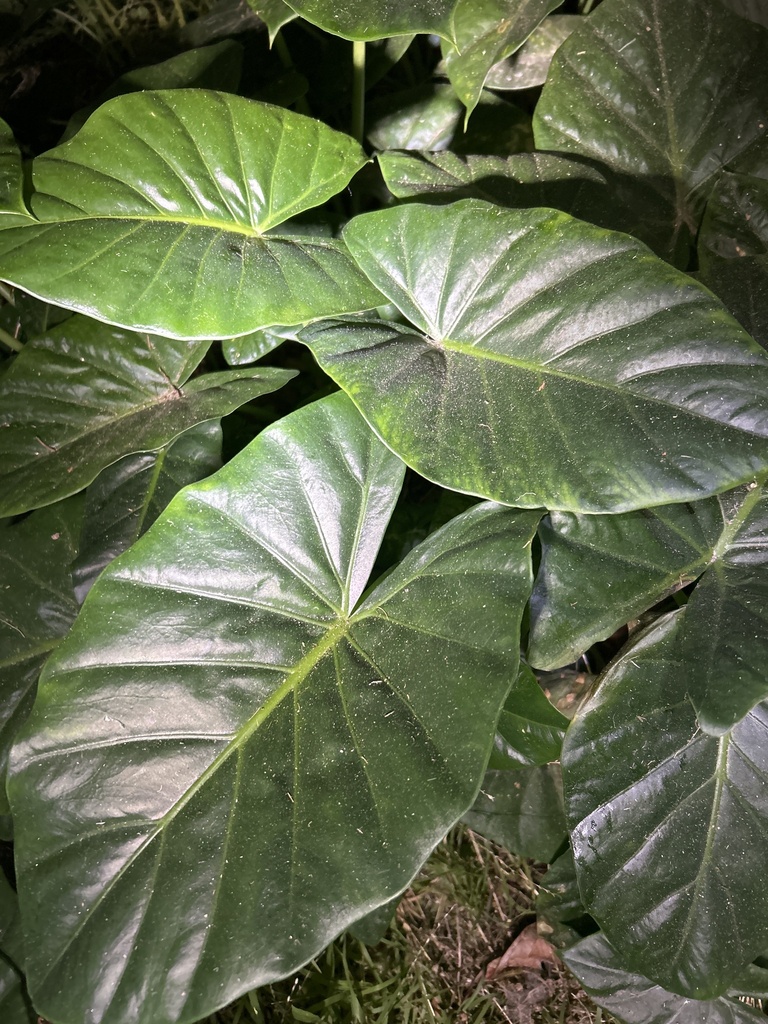 Elephant's ear from North Island / Te Ika-a-Māui, Porirua, Wellington ...