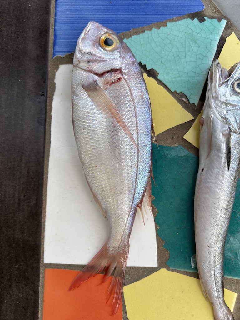Sea bream