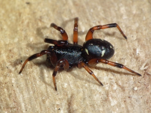 Ant Comb-Footed Spider