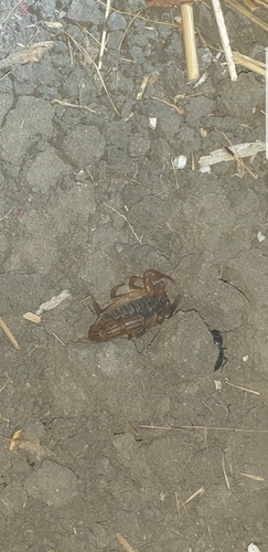 Hottentotta minax