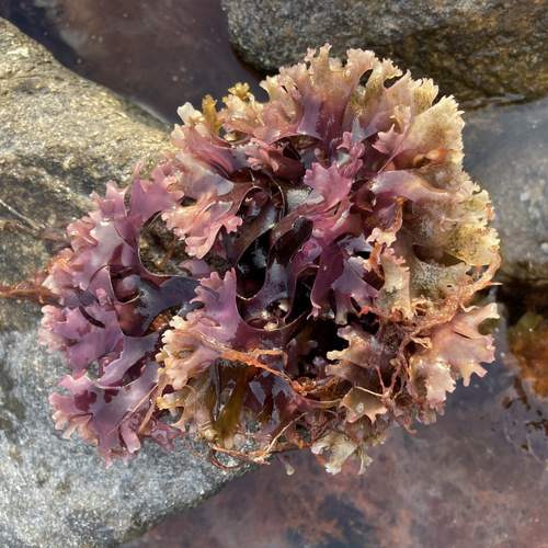Irish Moss