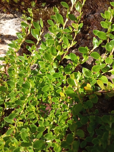 Muehlenbeckia andina