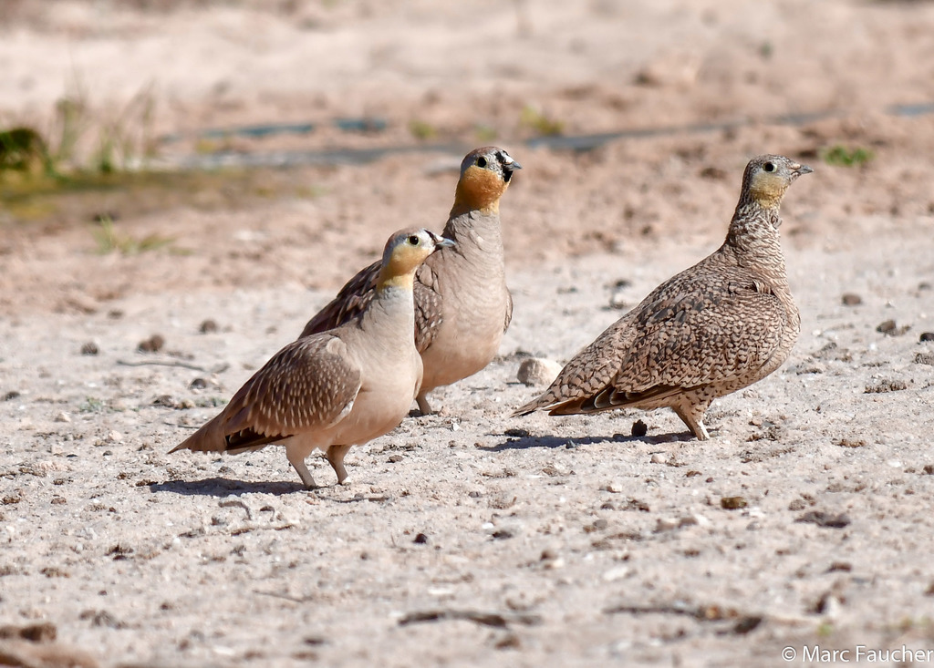 Crowned Sandgrouse photo