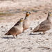 Crowned Sandgrouse - Photo (c) Marc Faucher, all rights reserved, uploaded by Marc Faucher