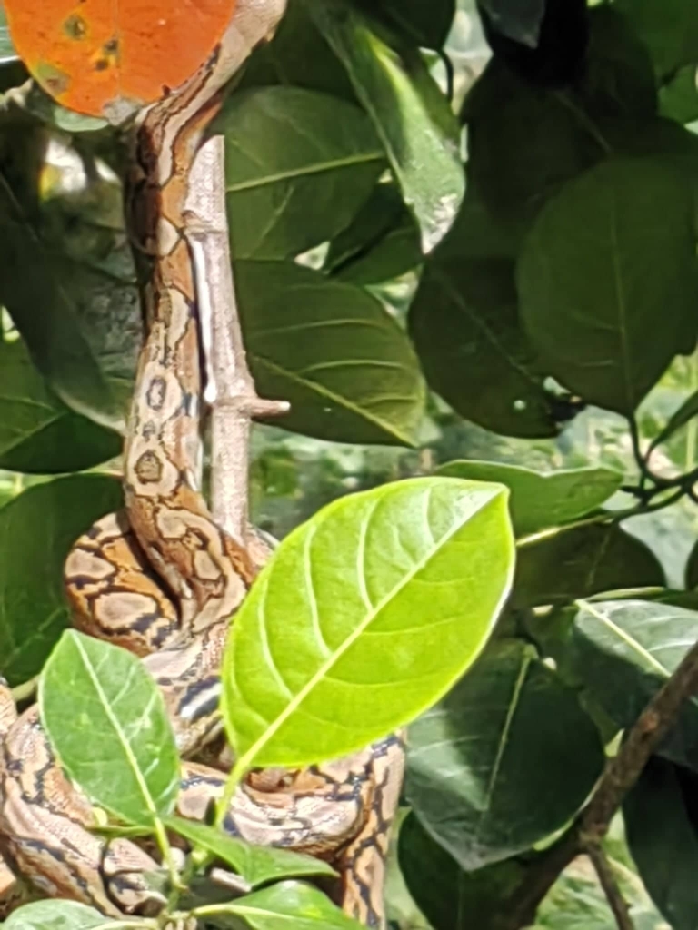 Reticulated Python from CRW5+VP9, Tagum, Davao del Norte, Philippines ...