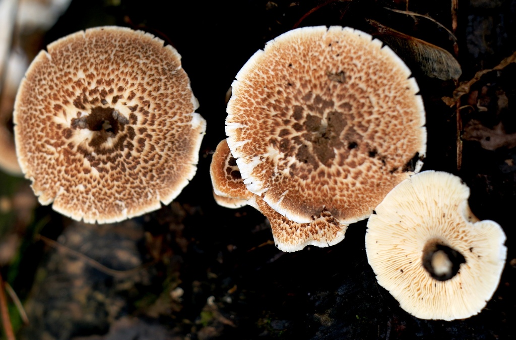 Tiger Sawgill (Hot Springs National Park: Arkansas Fungi) · iNaturalist