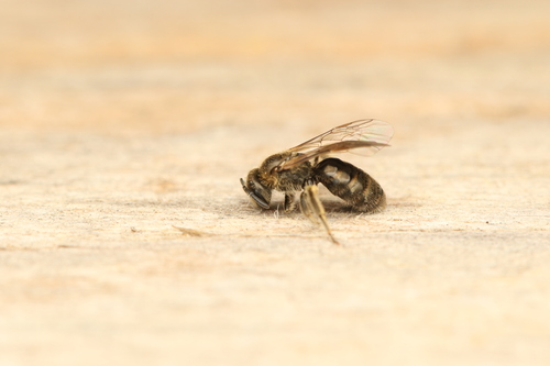 Lasioglossum tricinctum