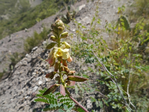 Caesalpinia fimbriata