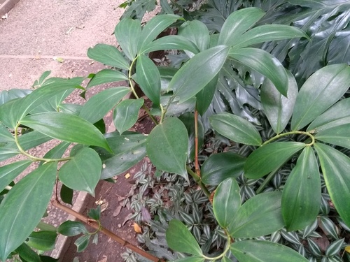 Tapeinochilos ananassae (Hassk.) K.Schum.