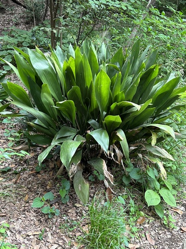 Aspidistra elatior