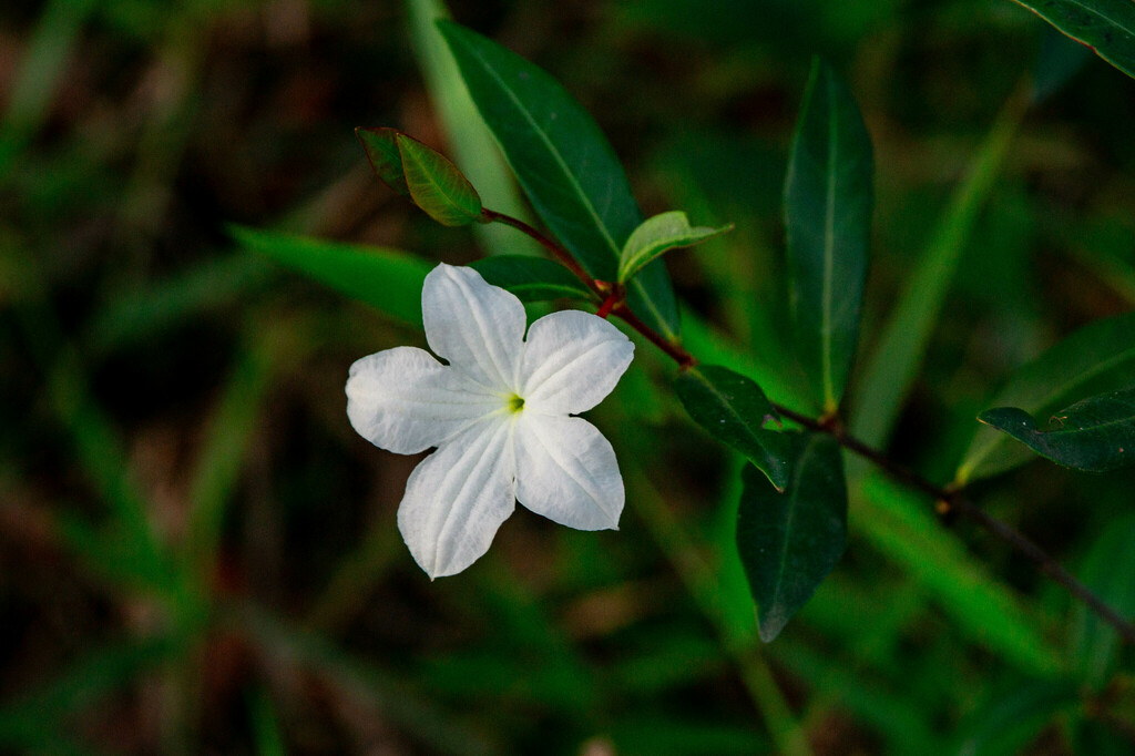 Spirolobium cambodianum (Spirolobium cambodianum)