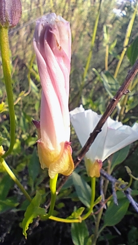 iNaturalist observation photo of coast morning glory
