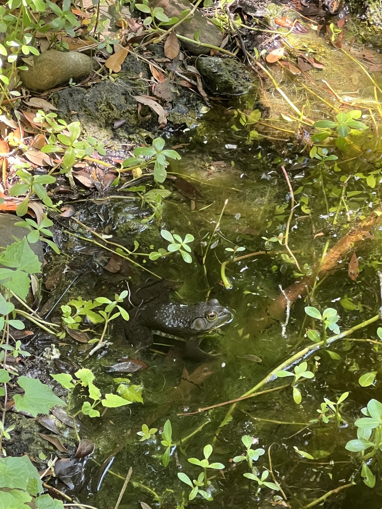 American Bullfrog from North Carolina Aquariums, Kure Beach, NC, US on ...