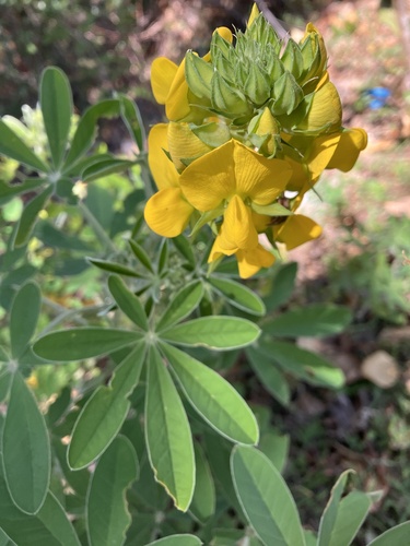 Crotalaria grahamiana