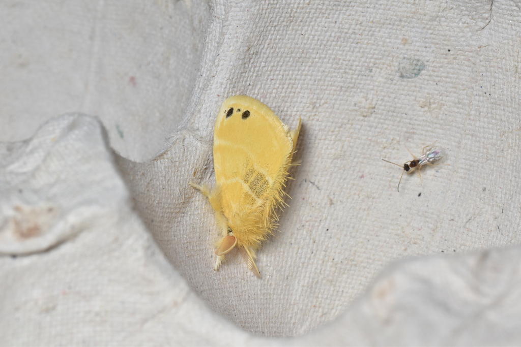 Euproctis cryptosticta from Lam Tsuen Valley, Tai Po, New Territories ...