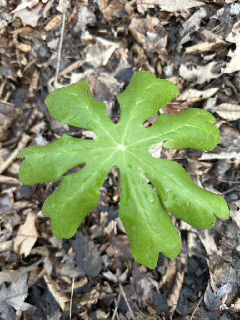 Mayapple For Sale