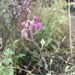 Senecio lanifer - Photo (c) Celeste Barnard, todos los derechos reservados, subido por Celeste Barnard