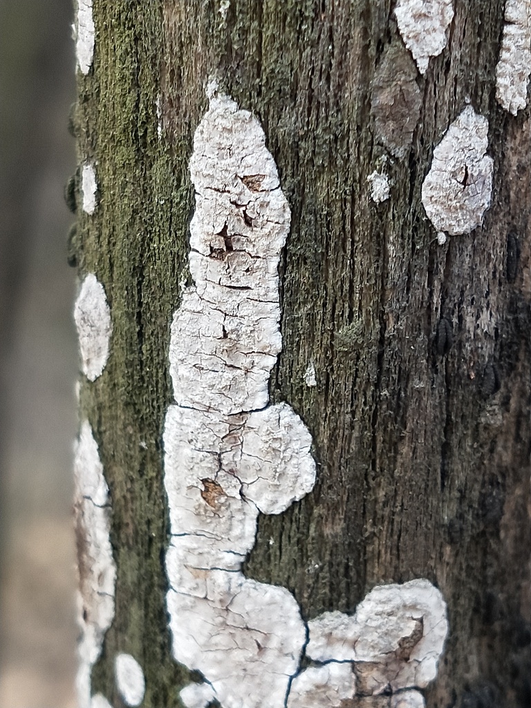 Dendrothele nivosa from Vasant Vihar, New Delhi, Delhi, India on April ...