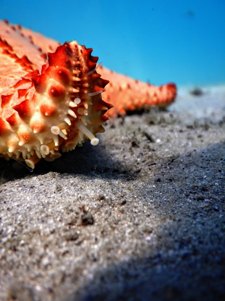 Red Cushion Sea Star