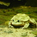 South American Water Frogs - Photo (c) Pamela Jenny Carvajal Bacarreza, all rights reserved, uploaded by Pamela Jenny Carvajal Bacarreza