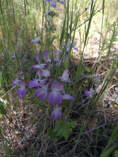 iNaturalist observation photo of Blue-eyed Marys