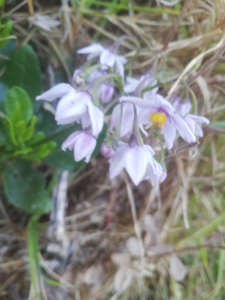 drunken berry from Betty's Bay, 7141, South Africa on April 29, 2024 at ...