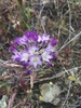 Allium fimbriatum - Photo (c) svillebirder, todos los derechos reservados, subido por svillebirder