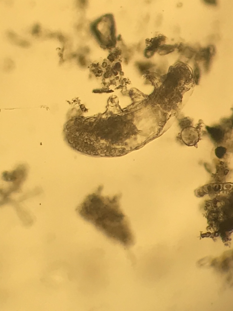 Dactylobiotus from RN3 La PazCotapataCaranavi, , Departamento de La