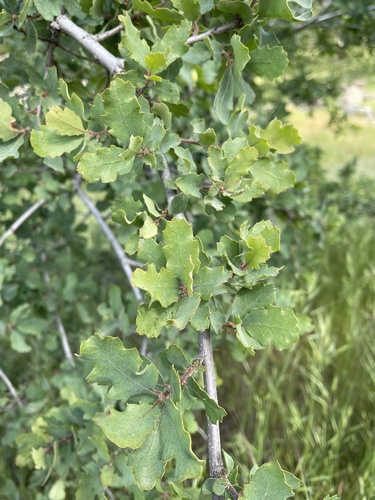Quercus berberidifolia × douglasii