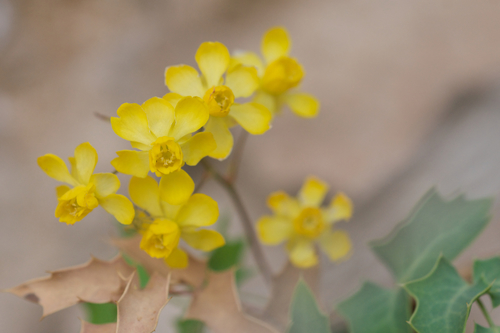 Fremont barberry