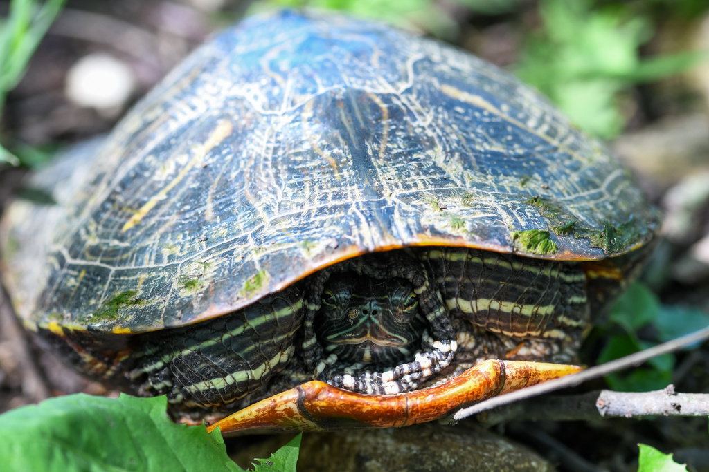 Pond Slider from Cedar Niles Park, Olathe, KS, US on April 29, 2024 at ...