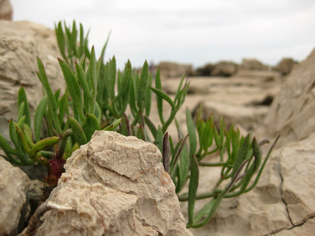 rock samphire from Lokrum on May 20, 2016 at 11:48 AM by Ozana Domijan ...